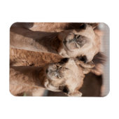 Kamele auf dem Kamelmarkt in Al Ain bei Dubai Magnet (Horizontal)