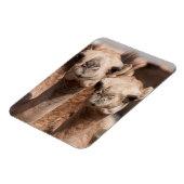 Kamele auf dem Kamelmarkt in Al Ain bei Dubai Magnet (Linke Seite)