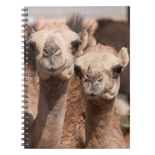 Kamele auf dem Kamelmarkt in Al Ain bei Dubai Notizblock (Vorderseite)