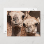 Kamele auf dem Kamelmarkt in Al Ain bei Dubai Postkarte (Vorne/Hinten)