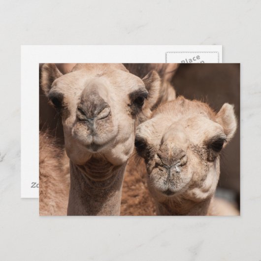 Kamele auf dem Kamelmarkt in Al Ain bei Dubai Postkarte (Vorne/Hinten)