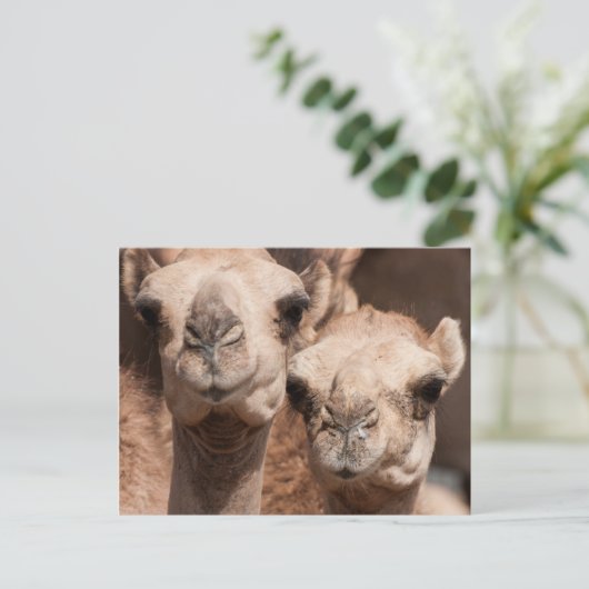 Kamele auf dem Kamelmarkt in Al Ain bei Dubai Postkarte (Stehend Vorderseite)