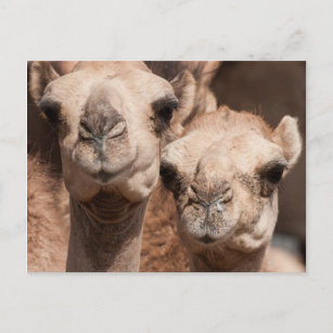 Kamele auf dem Kamelmarkt in Al Ain bei Dubai Postkarte