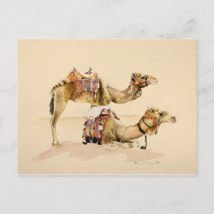 Kamele aus Petra 2007 Postkarte