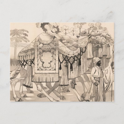 Kamele, die in Kostümen verkleidet sind Postkarte (Vorderseite)