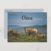 Kamele in der inneren mongolischen China Postkarte (Vorne/Hinten)