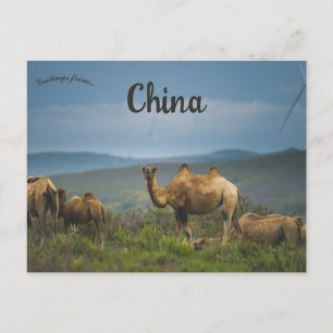 Kamele in der inneren mongolischen China Postkarte