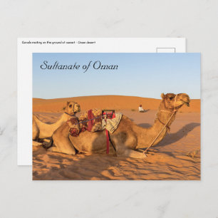 Kamele in der Oman-Wüste Postkarte