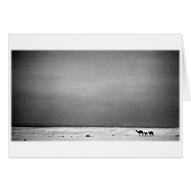 Kamele in der Wüste - Jordanien 1990 (Vorderseite (Horizontal))