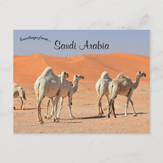 Kamele in der Wüste Saudi-Arabiens Postkarte (Vorderseite)