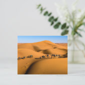 Kamele in der Wüste unter blauem Himmel (Stehend Vorderseite)