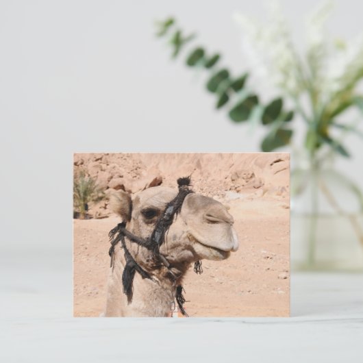 Kamele in der Wüste von St. Catherine Postkarte (Stehend Vorderseite)