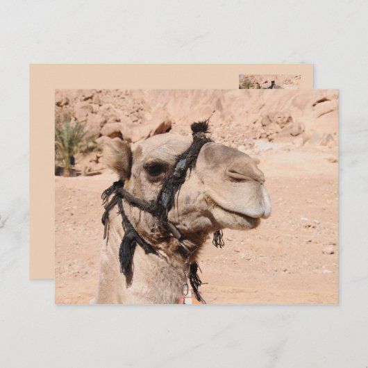 Kamele in der Wüste von St. Catherine Postkarte (Vorne/Hinten)