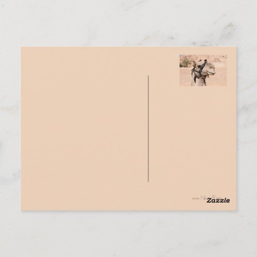 Kamele in der Wüste von St. Catherine Postkarte (Rückseite)