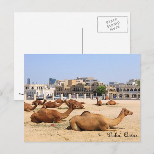 Kamele in Doha Postkarte (Vorne/Hinten)