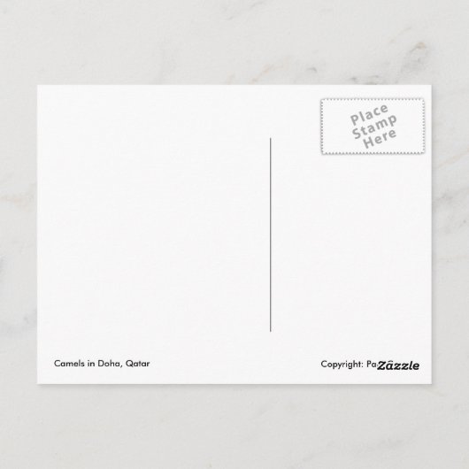 Kamele in Doha Postkarte (Rückseite)