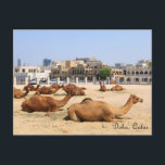 Kamele in Doha Postkarte<br><div class="desc">Kamele,  die in einem Füller in der Nähe von Souq Waqif in der zentralen Doha,  der Hauptstadt Katar</div>