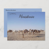 Kamele in Mauretanien Postkarte (Vorne/Hinten)