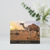 Kamele in Saudi-Arabien Postkarte (Stehend Vorderseite)