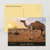 Kamele in Saudi-Arabien Postkarte (Vorne/Hinten)