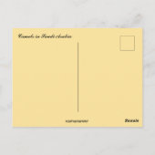 Kamele in Saudi-Arabien Postkarte (Rückseite)