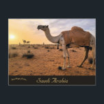 Kamele in Saudi-Arabien Postkarte<br><div class="desc">Auf dieser Postkarte finden sich Kamele in Saudi-Arabien. Genießen Sie Ihre neuen Kamele in Saudi Arabien Postcard!</div>