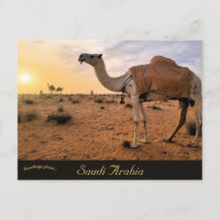 Kamele in Saudi-Arabien