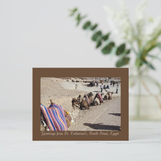 Kamele in St. Catherine Postkarte (Stehend Vorderseite)