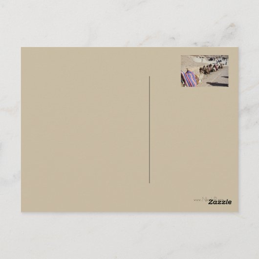 Kamele in St. Catherine Postkarte (Rückseite)