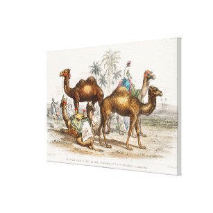 Kamele Indiens, Vintage Illustration, 1820 Leinwanddruck