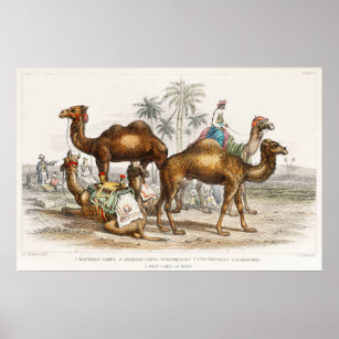 Kamele Indiens, Vintage Illustration, 1820 Poster