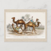 Kamele Indiens, Vintage Illustration, 1820 Postkarte (Vorderseite)