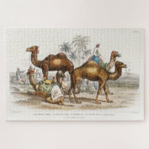 Kamele Indiens, Vintage Illustration, 1820