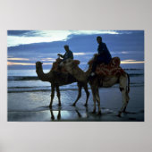 Kamele, Marokko Poster (Vorne)