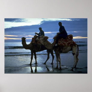 Kamele, Marokko Poster