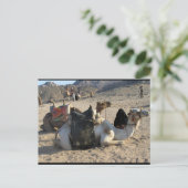 Kamele ruhen in der Wüste Postkarte (Stehend Vorderseite)