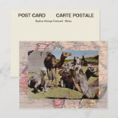 Kamele zur Miete Postkarte (Vorne/Hinten)