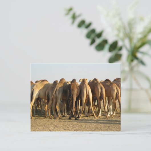 Kamelentreffen Postkarte (Stehend Vorderseite)
