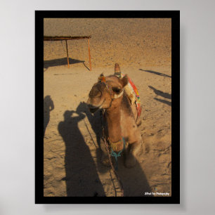 Kamelfotoshooting Poster