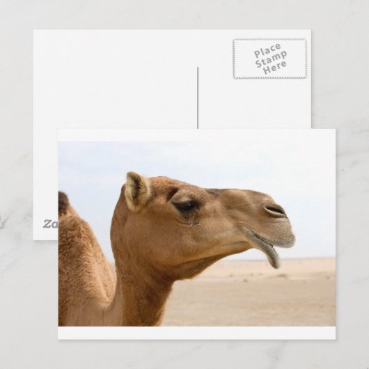 Kamelgesicht Postkarte (Vorne/Hinten)