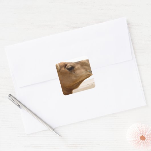 Kamelgesicht Quadratischer Aufkleber (Umschlag)