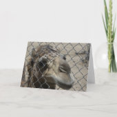 Kamelhallo Karte (Vorderseite)