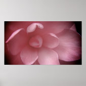 Kamelias 4 poster (Vorne)