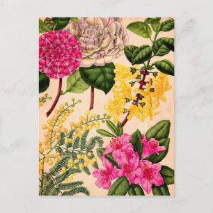 Kamelie, Forsythia, Rhododendron und Akazie Postkarte