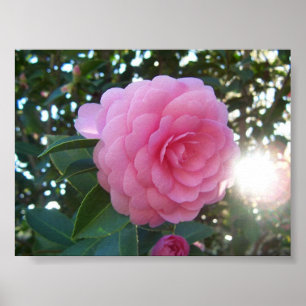 Kamelie Japonica Poster