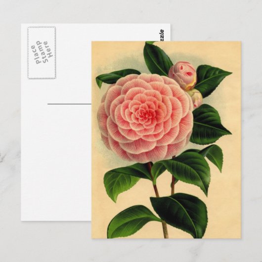 Kamelie Postkarte (Vorne/Hinten)