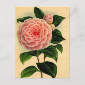 Kamelie Postkarte (Vorderseite)