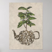 Kamelie Sinensis - Tee-Pflanze Poster (Vorne)