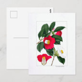 Kamelie Tafel: Yamatsubaki Postkarte (Vorne/Hinten)