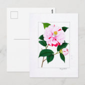 Kamelie Teller: Kayoidori Postkarte (Vorne/Hinten)